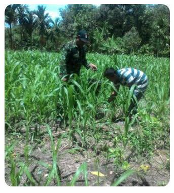 Babinsa Koramil 02/KTB Dampingi Petani Bersihkan Gulma di Tanaman Jagung