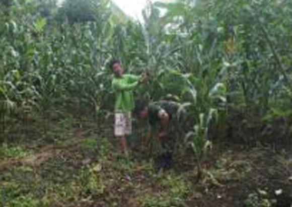 Babinsa Kotarih Bersama Petani Panen Jagung