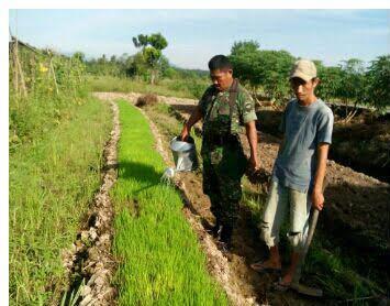 Babinsa Koramil 13/Buntu Pane Dampingi Petani Lakukan Penyemaian Benih Padi