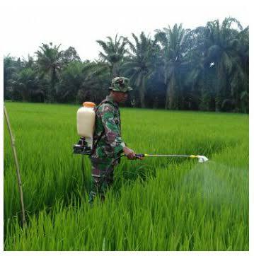 Babinsa Sei Berombang Dampingi Petani Semprot Hama Padi