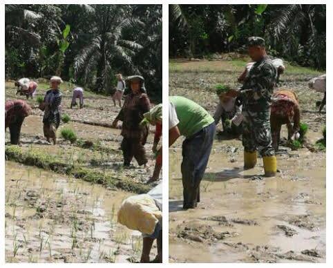 Babinsa Koramil 07/Aek Kota Baru Dampingi Petani Tanam Padi di Desa Silumajang 