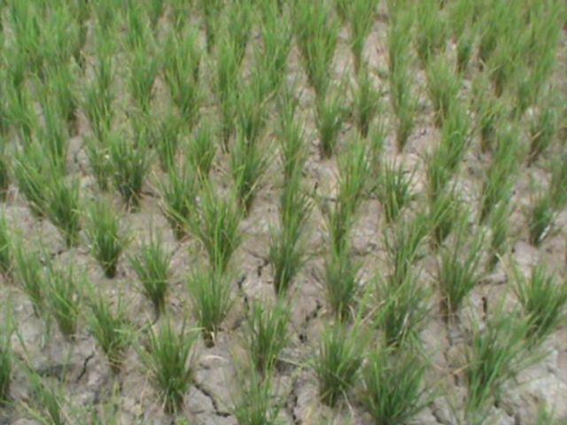 Ratusan Hektare Sawah di Langkat Kekeringan