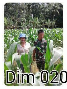 Babinsa Koramil 22/GM Cek Perkembangan Tanaman Jagung Desa Marjandi