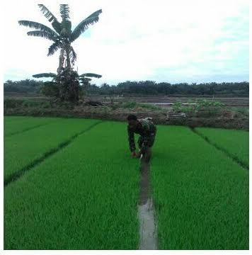 Babinsa Koramil Sukseskan Program Pertanian di Silumajang