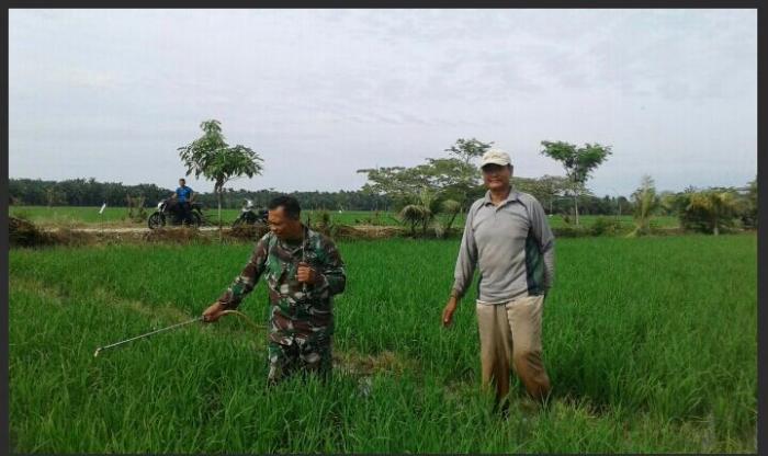 Penyemprotan Hama Oleh Petani Didampingi Koramil 15/Pangkalan Susu