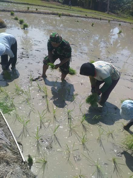 Babinsa Koramil 12/banda Kalipah Dampingin Petani Tanam Padi