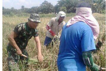 Panen Padi di Kecamatan Ujung Padang Didampingi Babinsa Koramil 07/PB