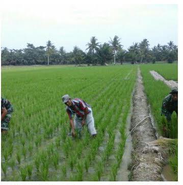 Babinsa Koramil 05/Tanjung Dampingi Petani Bersihkan Gulma 