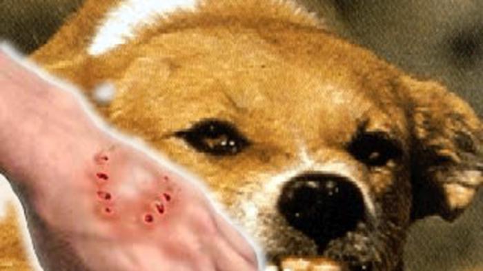 Inilah Kabupaten/Kota di Sumut yang Warganya Banyak Digigit Anjing