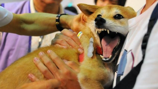 Hingga Juli 2017, Sebanyak 2.721 Orang di Sumut Digigit Anjing, 6 Meninggal 