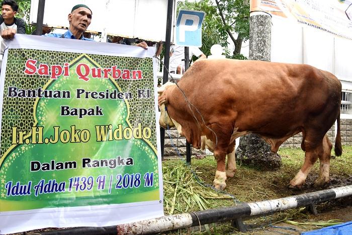 Masyarakat Sumut Antusias Terima Bantuan Sapi Kurban dari Presiden Jokowi