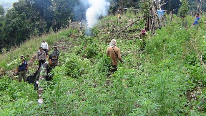 BNN Sumut Temukan 3,5 Hektar Ladang Ganja di Madina