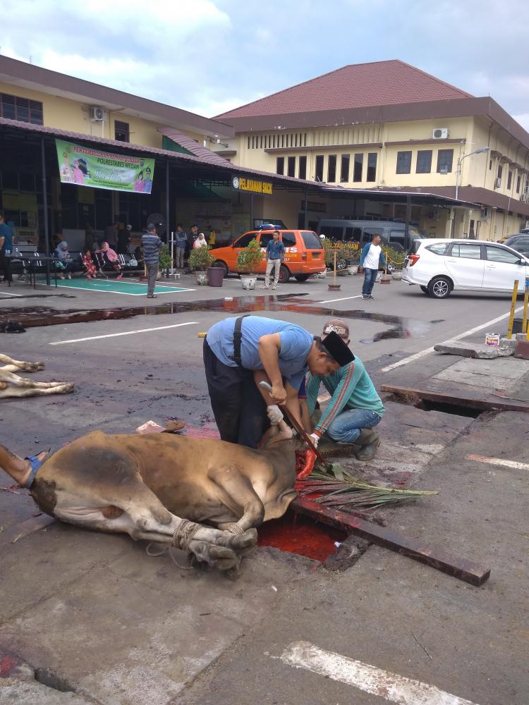 Kapolsek Medan Baru Sumbang Lembu untuk Dikurbankan di Mapolrestabes Medan 