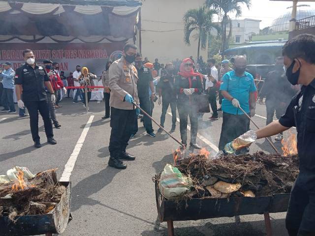 Polrestabes Medan Bakar 358 Kilo Ganja Kering, Pemusnahan Barang Bukti Narkotika Senilai Rp770 Juta