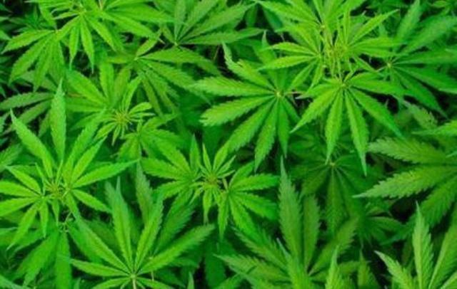 Terkait Isu Tanaman Ganja, Ini Jawaban dari Pihak Kementan