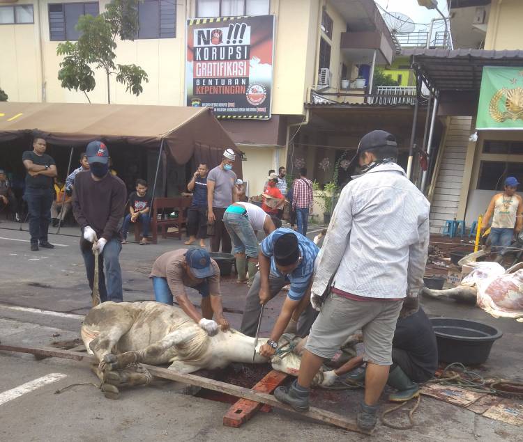 Satuan Narkoba Polrestabes Medan Kurban 3 Ekor Sapi