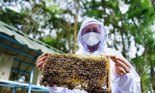 Begini Pengalaman Wagub Sumut Minum Madu Asli Langsung dari Sarangnya