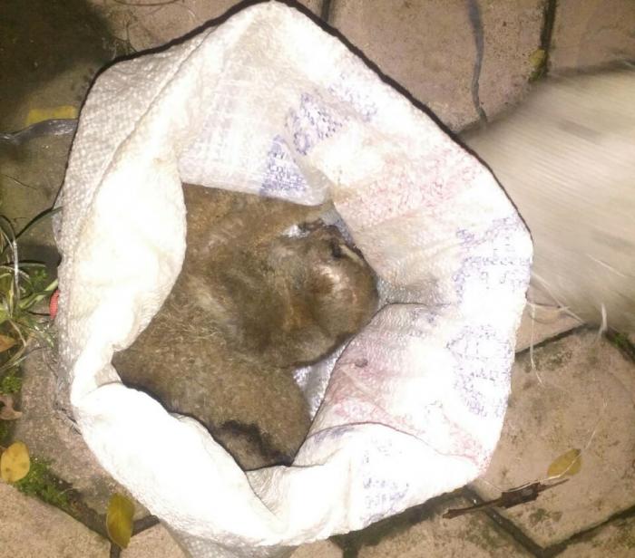 Jual Satwa Dilindungi, Ayah dan Anak Diamankan