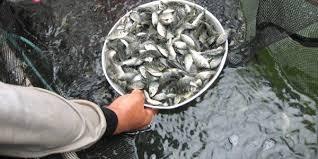  Distanla Medan Klaim Benih Ikan Keramba Danau Toba dari Medan