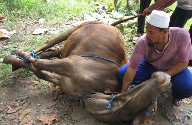 Hari Raya Idul Adha, PC NU Deli Serdang Sembelih Delapan Hewan Kurban
