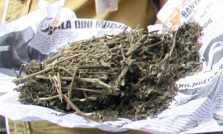 Kurir Sabu dan Ganja Asal Aceh Diamankan dari Bus Pelangi dan Bus Kurnia