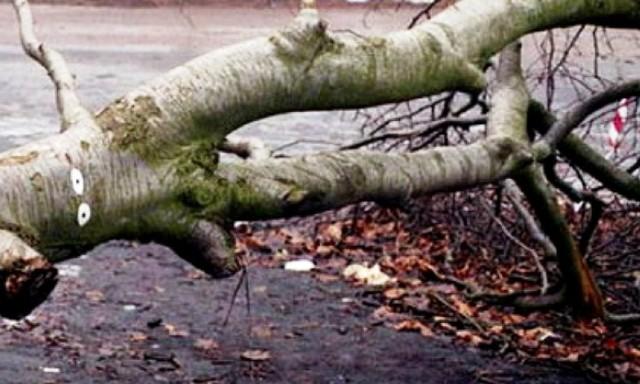 Musim Hujan, DPRD Medan Desak Dinas Pertamanan Pangkas Pohon