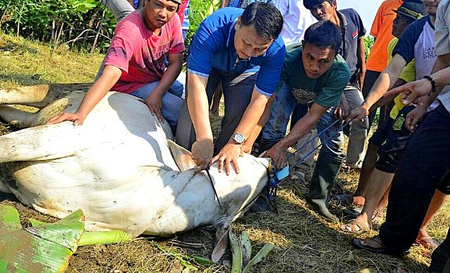 PKS Distribusikan 76 Ribu Hewan Kurban dari Aceh hingga Papua