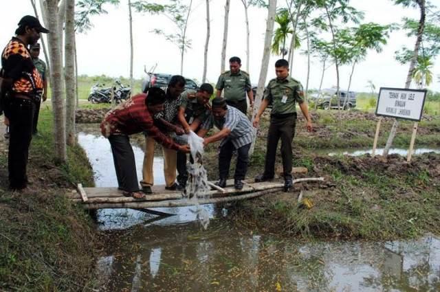 Babinsa Dampingi Masyarakat Desa Lingga Budidaya Ikan di Sawah