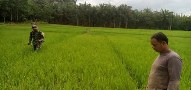 Bantu Petani Usir Hama Padi, Babinsa Koramil 15/PS Lakukan Penyemprotan 