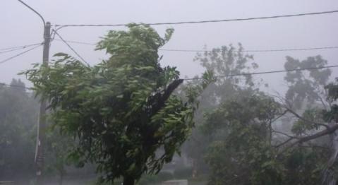 Sejumlah Pohon Tumbang di Medan Usai Diterjang Angin Kencang 
