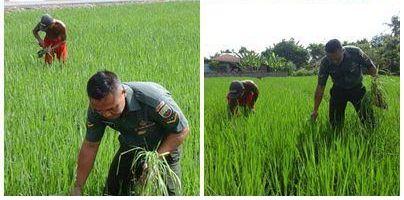 Koramil 07/Stabat Dampingi Petani Lakukan Perawatan Padi di Kelurahan Dendang