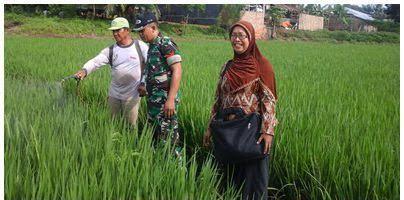 Hindari Gagal Panen, Gapoktan Kelurahan Puji Dadi Semprot Hama Walang Sangit 