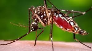 Virus Zika Mewabah, Dinkes Imbau Warga Medan Jangan Dulu Kunjungi Singapura