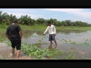 Sejumlah Areal Pertanian di Langkat Terendam