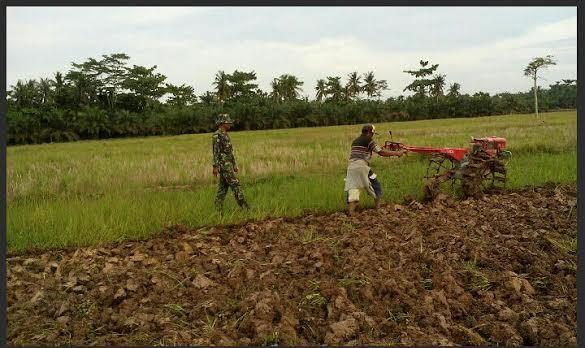 Petani Olah Lahan Sawah di Desa Tanjung Ibus Didampingi Koramil 08/Secanggang