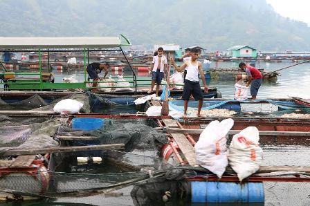 Hasil Penelitian, Produksi Ikan KJA Danau Toba Melebih Daya Tampung