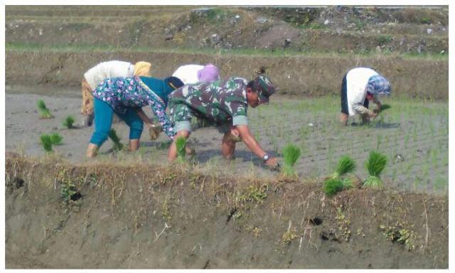 Penanaman Padi di Desa Durian Didampingi Babinsa Koramil 05/Tanjung Tiram