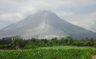 Sinabung Erupsi, Sayur Mayur Produksi Petani Kotor Terpapar Abu Vulkanik Sinabung