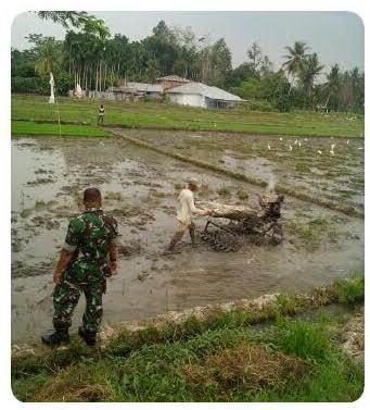 Babinsa Bersama Petani Lakukan Penyiapan Lahan Sawah