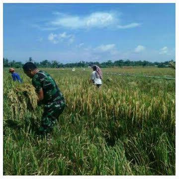 Babinsa Bantu Petani Panen Padi di Desa Teluk Melu