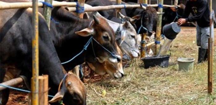 Jumlah Hewan Kurban yang Dikelola Pemprov Sumut Menurun Drastis