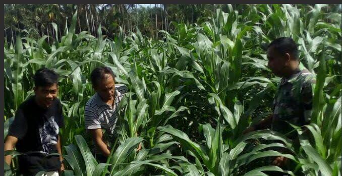 Babinsa Koramil 05/Salapian Dampingi Petani Bersihkan Lahan Petani
