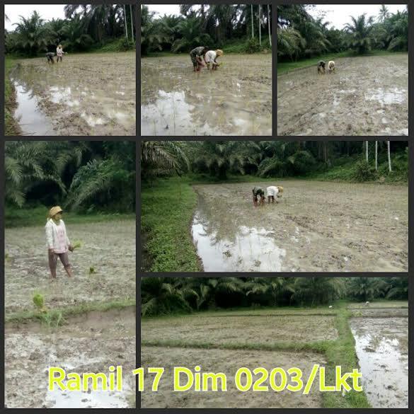 Babinsa Koramil 17/Binjai Timur Dampingi Petani Kelurahan Tanah Merah