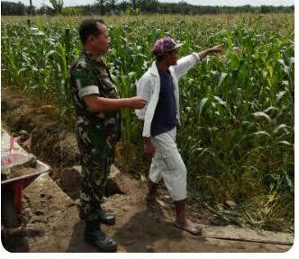 Babinsa Koramil 06/LP Lakukan Monitoring Perkembangan Tanaman Jagung