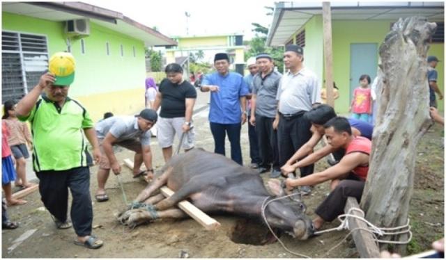 Rayakan Idul Adha, Kemenag Nias Potong Dua Kerbau 