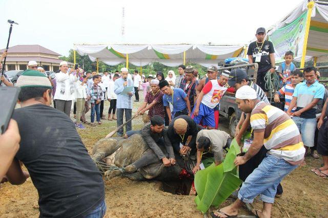 Hari Raya Idul Adha, Poldasu Sembelih 236 Sapi dan 106 Kambing