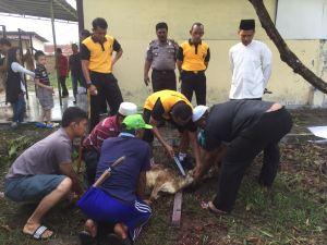 Polres Deli Serdang Sembelih 21 Hewan Kurban