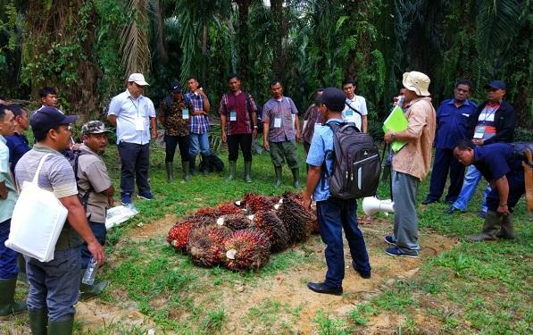 Dinas Pertanian Tapsel Bekerjasama dengan CII Indonesia Gelar Pelatihan Petani Kelapa Sawit di PTPN III Batang Toru
