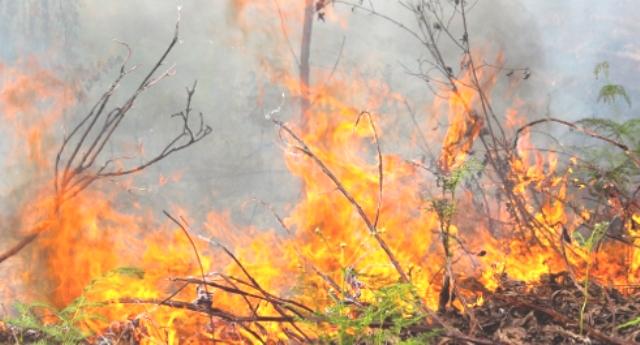 Kepala BNPB Sebut 99 Persen Karhutla Ulah Manusia, 80 Persen Jadi Kebun