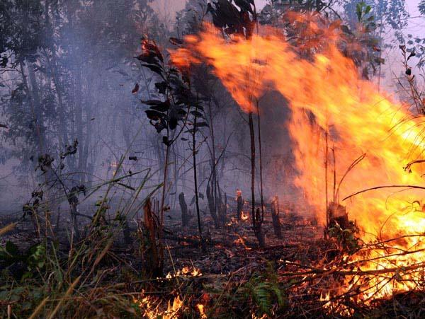 Deteksi 2.510 Titik Panas, BMKG:Tidak Ada Sebaran Asap Lintas Batas Sumatera ke Malaysia